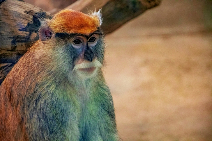Selective Focus of Grey Monkey