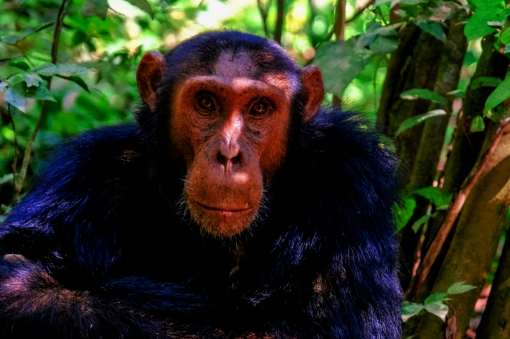 Primate Sitting Beside Tree