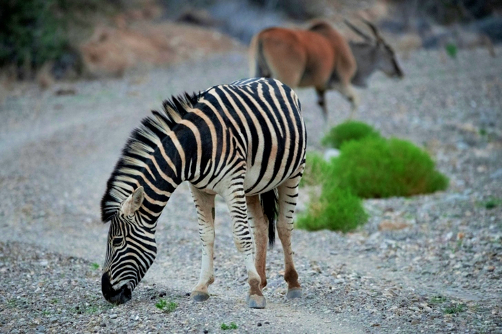 Zebra