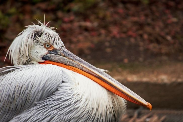 Close-up of a Dalmatian Pelican
