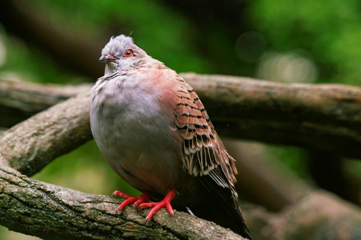 Brown Bird Perched on Tree Branch