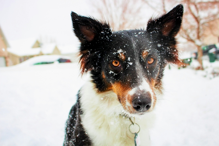Close-up of Dog on Snow Covered Field During Day