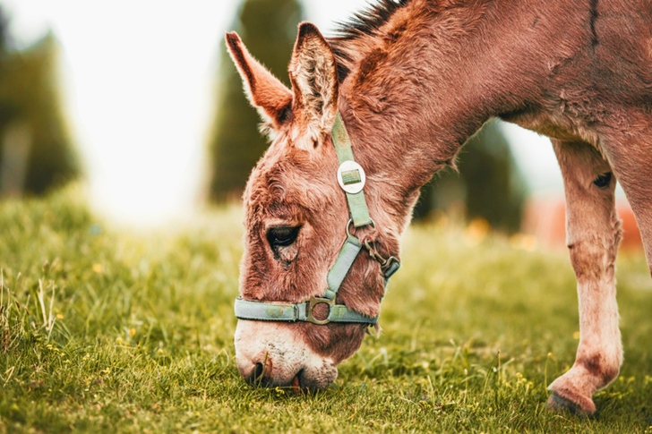 Selective Focus of Gray Donkey Eating Grass
