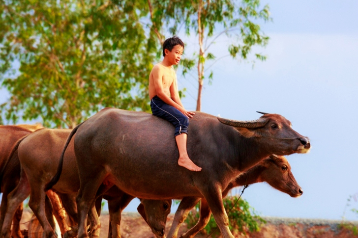 Boy Riding on Water Buffalo