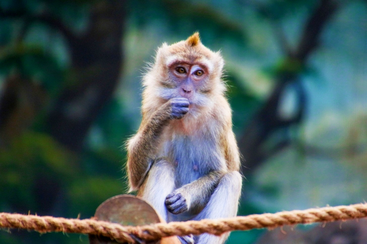 Brown Monkey on Brown Rope Eating