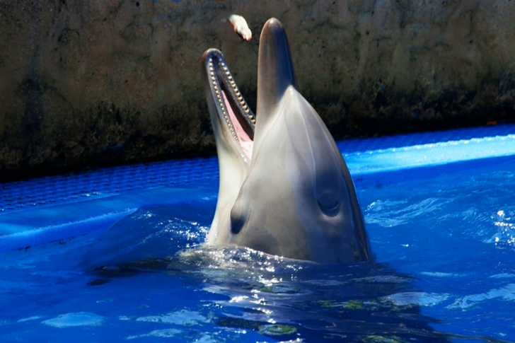 Gray Dolphin on Blue Water