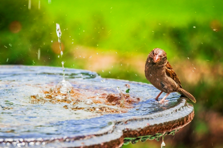 Shallow Focus of Bird Standing on Bird Bath