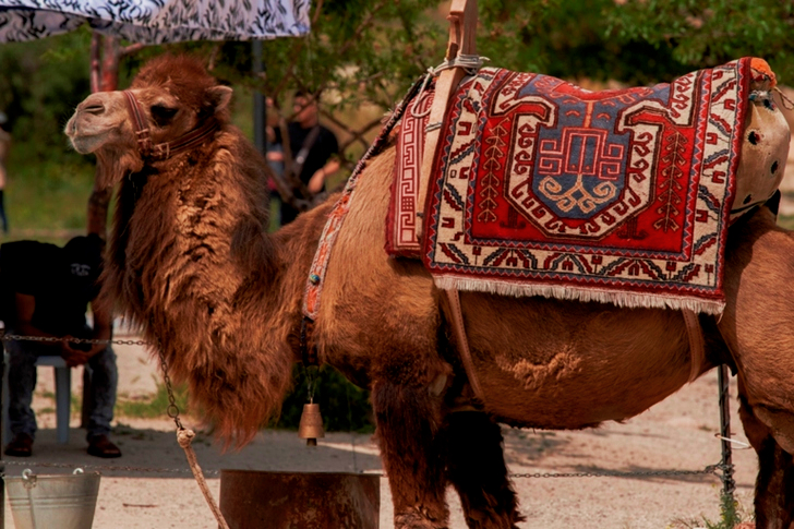 Brown Camel