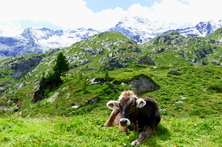 Vee liggend op groen grasveld