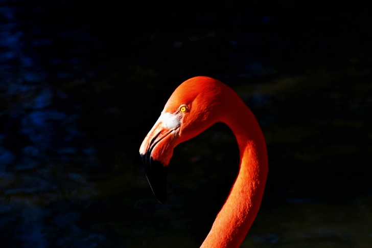 Flamingo Head