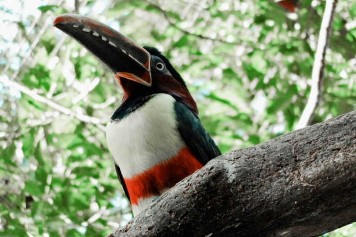 Toucan Bird