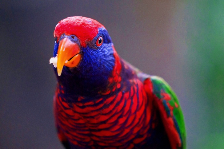 Portrait Of Multicolored Bird