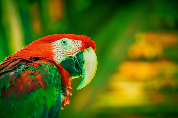 Selective Focus Of A Bird