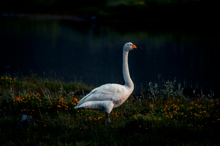White Goose