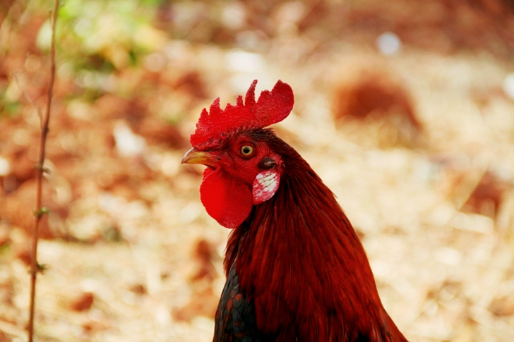 Red Rooster Close-up