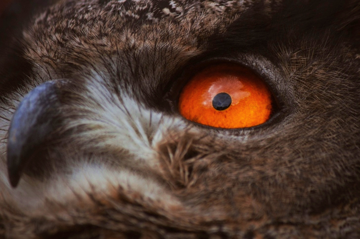 Close-up of An Owls Eye and Beak