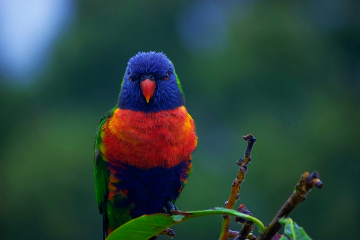 Close-up of Perched Rainbow Lorikeet
