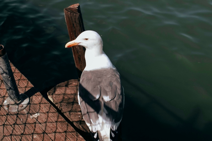 Close-up of Perched Great Black-backed Gull