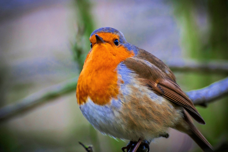 Shallow Focus Of European Robin Bird