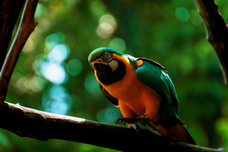 Macaw Bird