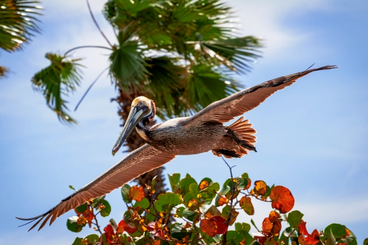 Brown Pelican Gliding Over a Tree