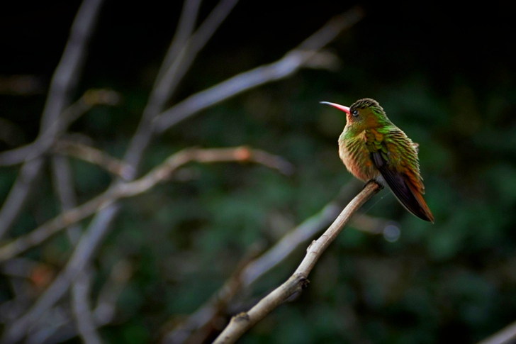 Selective Focus of a Little Green and Black Bird Perched on Branch