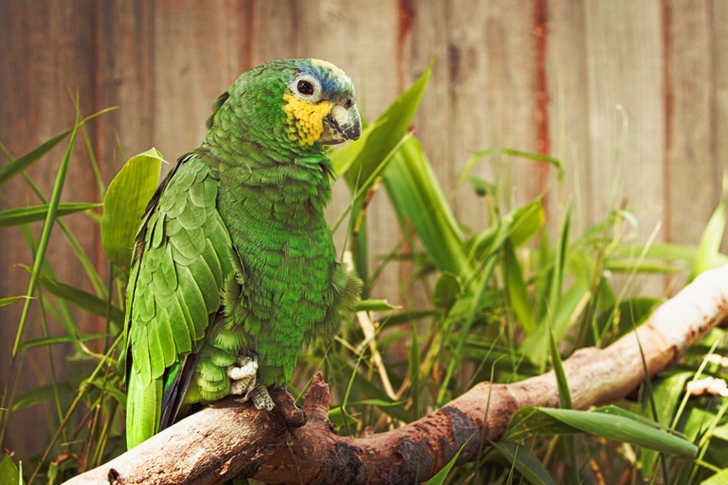 Green Parrot Perching on Branch