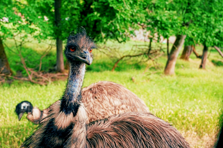 Bruine Struisvogel