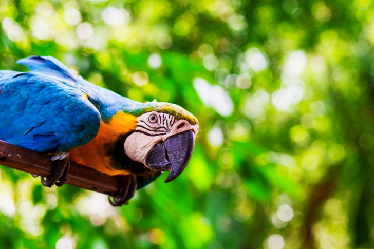 التركيز الانتقائي على ماكاو الأزرق والأصفر المتمركز على سكة معدنية