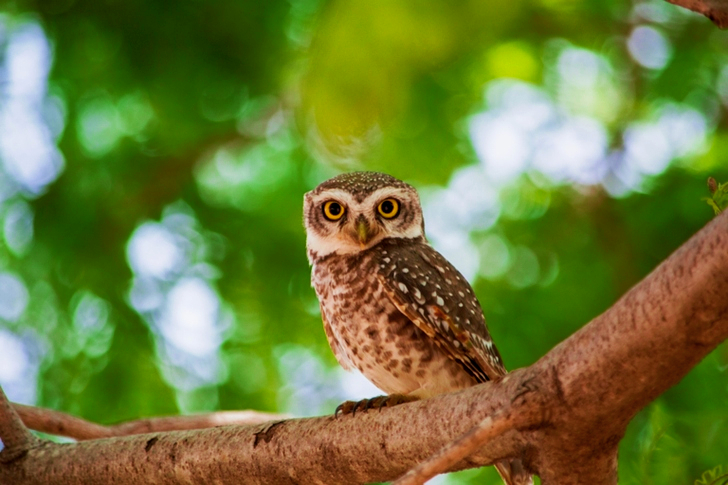 Brown Owl On Tree Branch