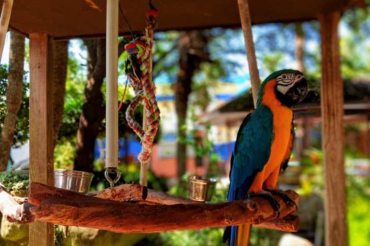 Selectieve focus van blauwe en oranje papegaai