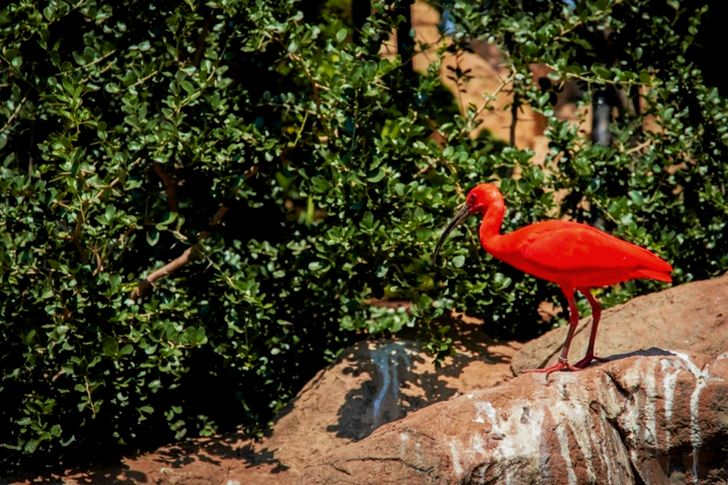 Scharlaken Ibis op rots