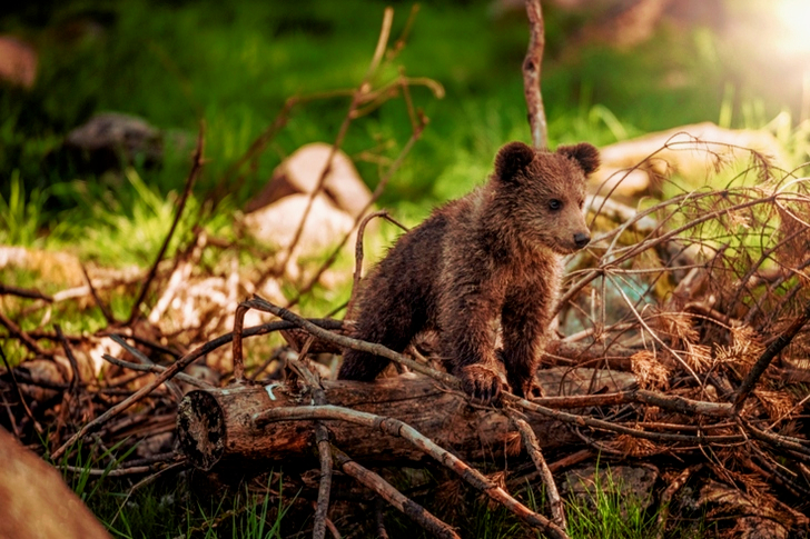 Brown Bear on Brown Wood