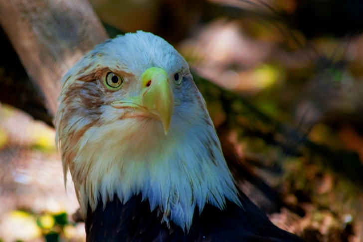 White and Black Eagle
