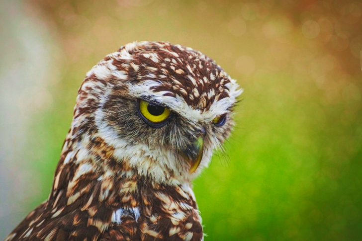 Selective-focus of Brown Owl