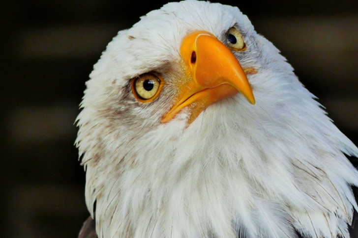 Selective Focus of Bald Eagle