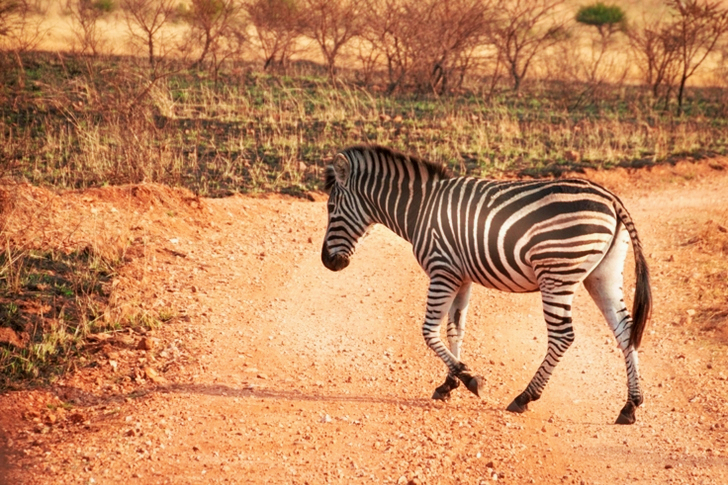 Wildlife of Zebra Walking Across Pathway