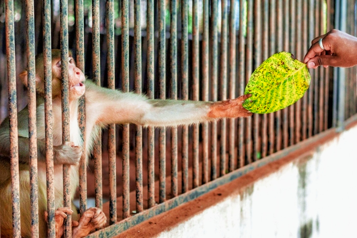 Person Giving Green Leaf To A Monkey