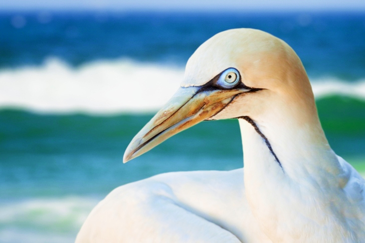 Close-up of Albatross Bird
