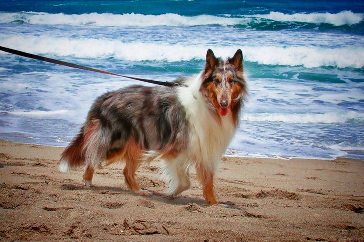 Adult Tri-color Shetland Sheepdog