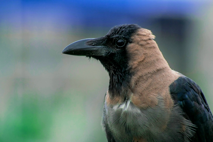 Black and Gray Short-beaked Bird