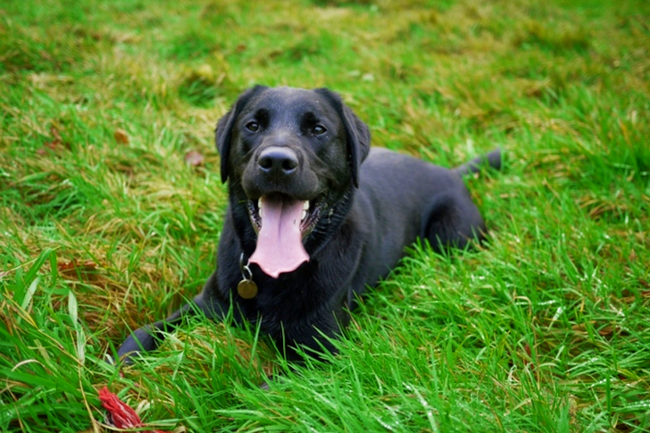 Black Short Coated Dog Lying on Grass Lawn