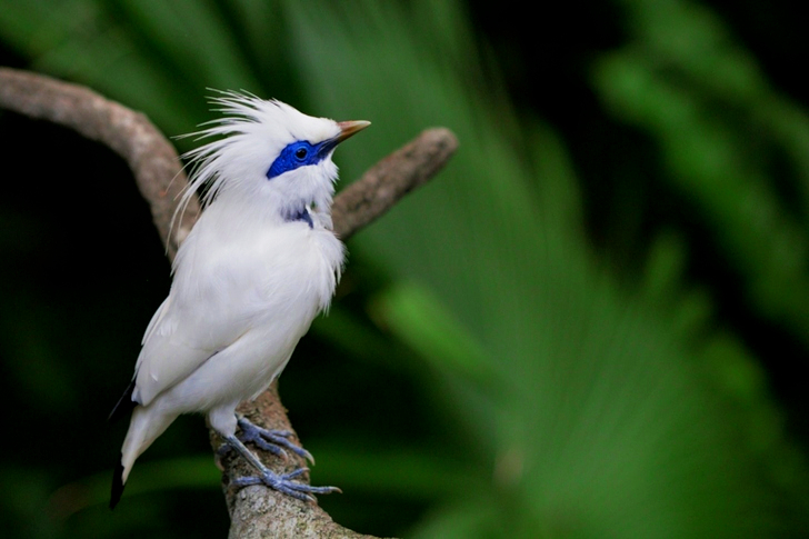 Selective Focus of Bali Myna Perching on Branch