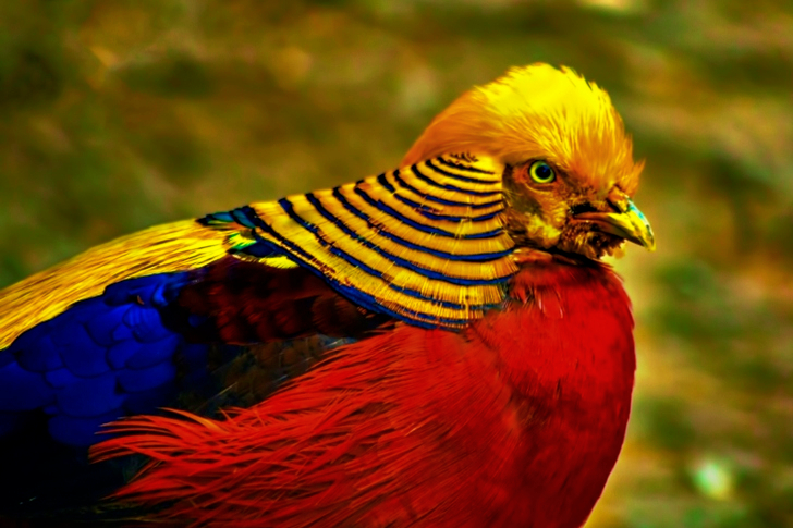 Male Golden Pheasant