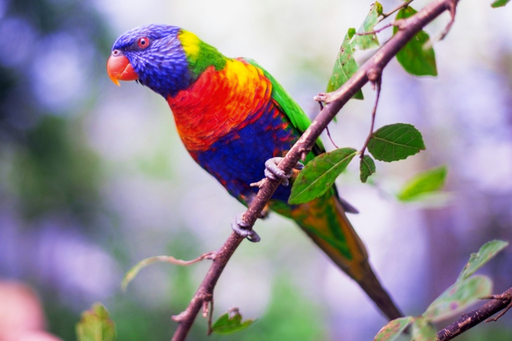 Red, Blue, and Green Bird on Tree