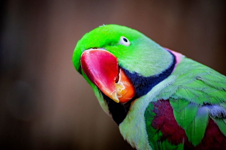 Closeup of Green Parrot