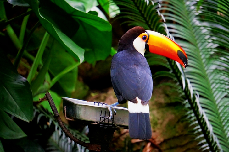 Perched Toco Toucan Bird