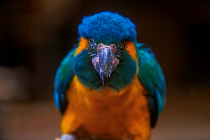 Orange and Blue Macaw Bird