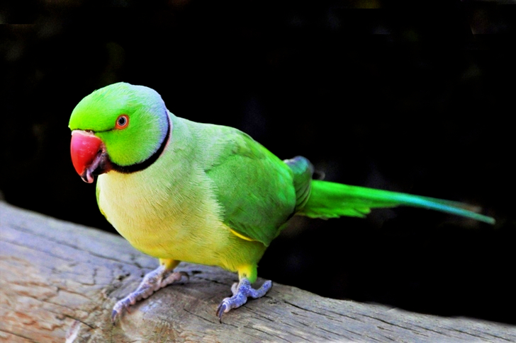 Rose-ringed Parakeet