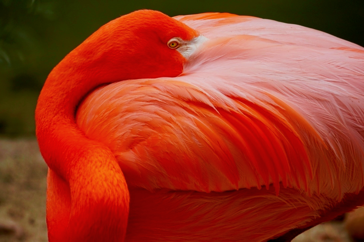 Closeup of Orange Flamingo